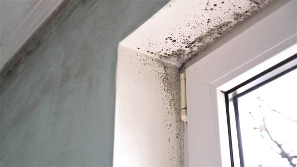 Best Certified Mold Removal  in Onancock, VA