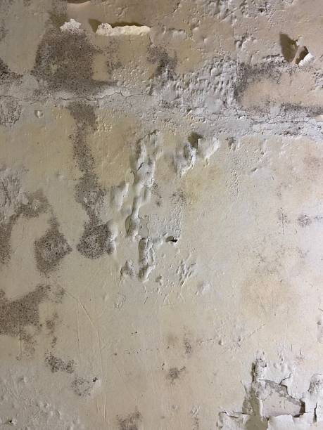 Best Mold Removal Company Near Me  in Onancock, VA
