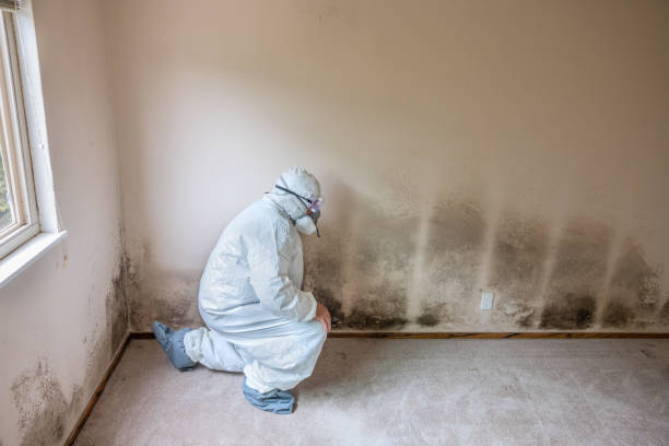 Best Commercial Mold Removal  in Onancock, VA