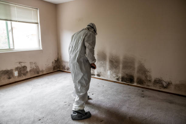 Office Mold Removal Services in Onancock, VA