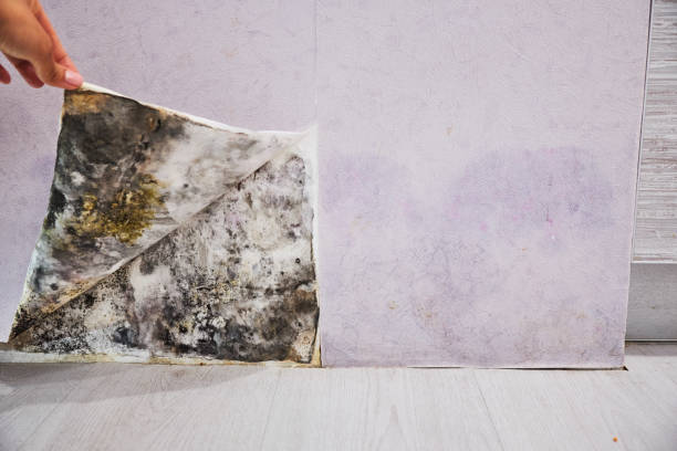 Best Mold Testing and Removal  in Onancock, VA